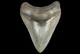 Serrated, Fossil Megalodon Tooth - South Carolina #134272-2